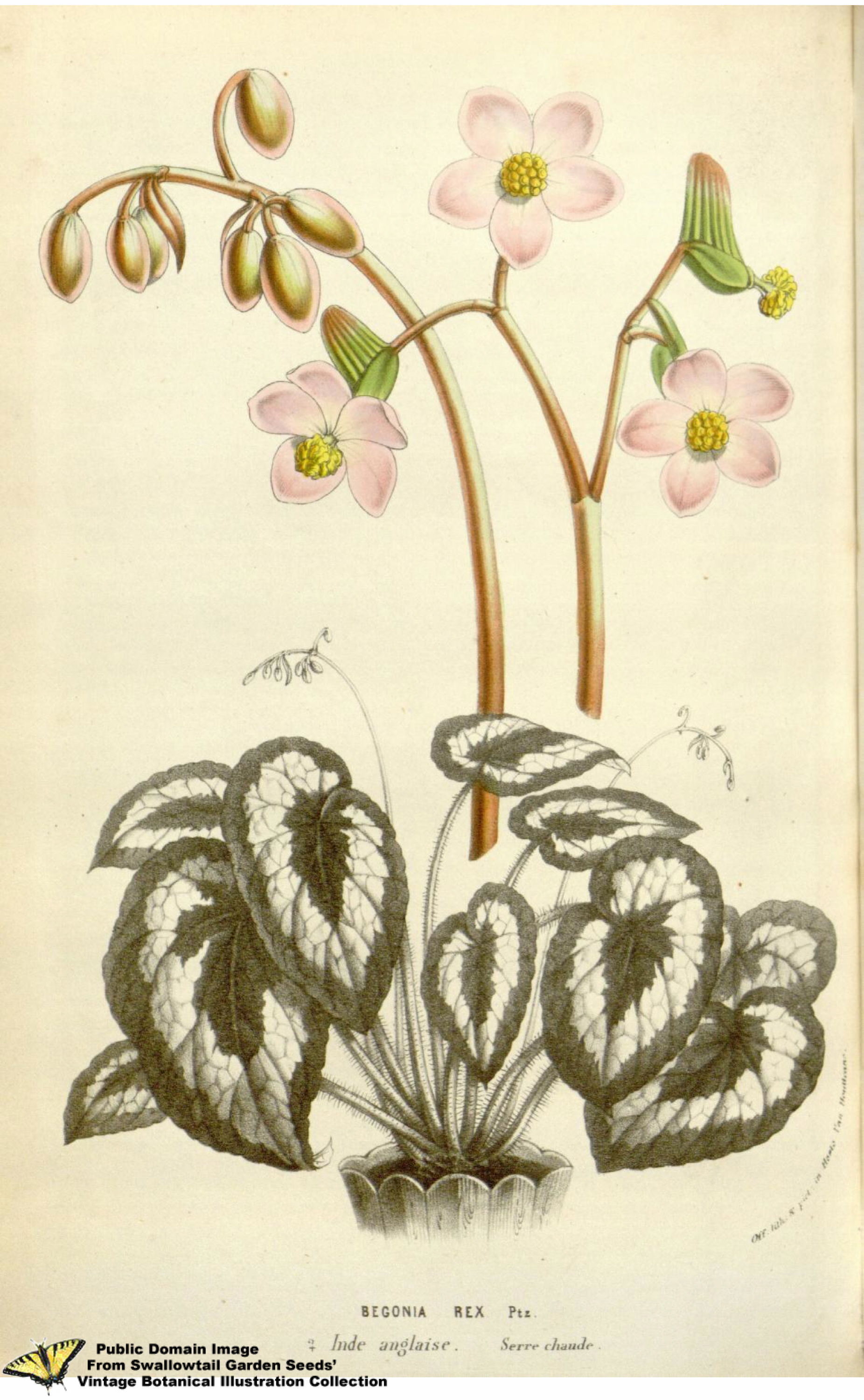 Begonia