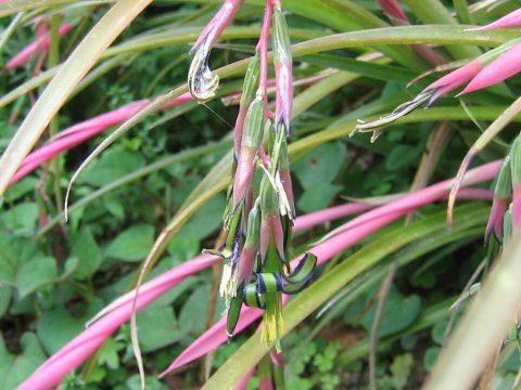 Billbergia