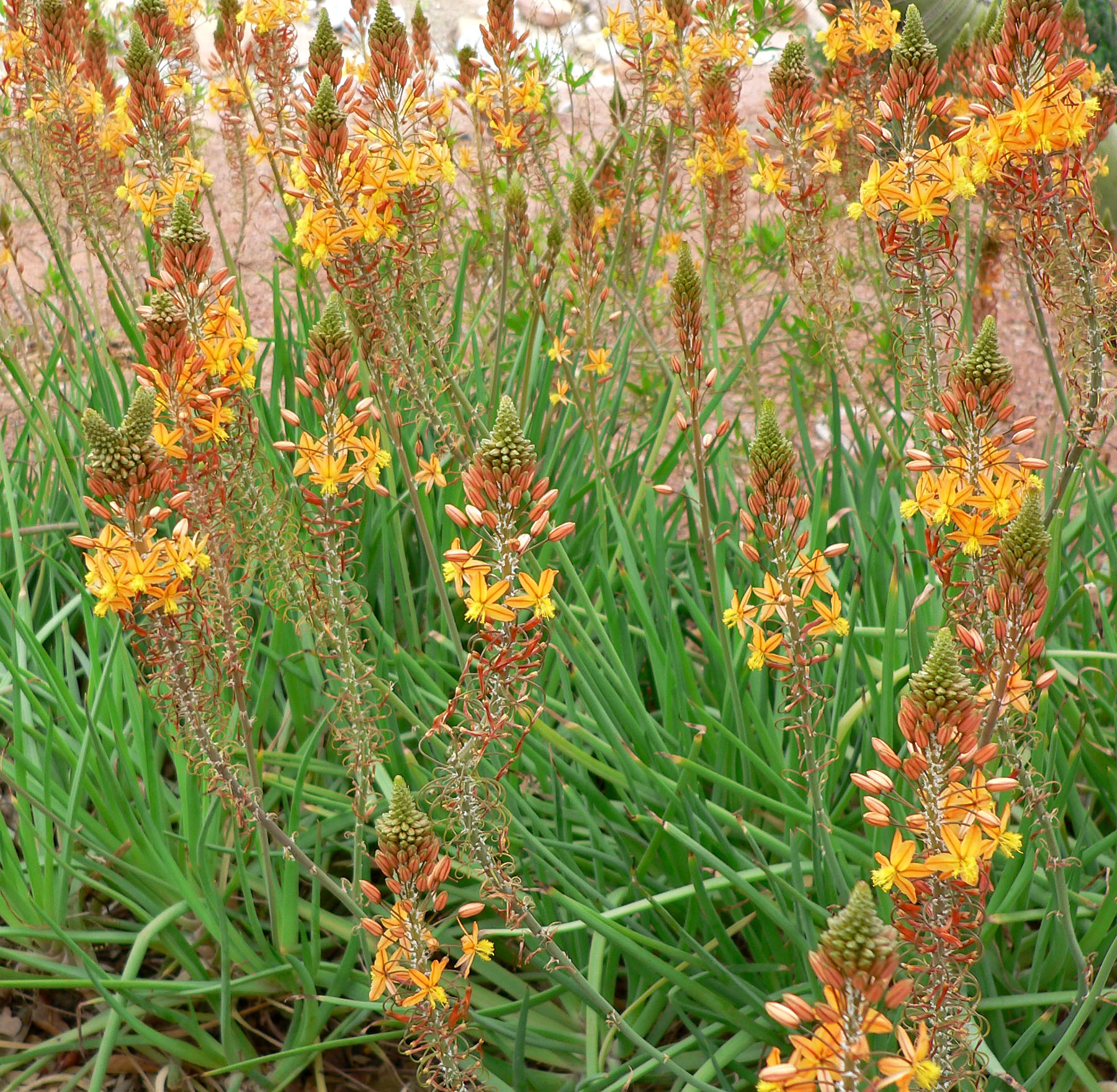 Bulbine