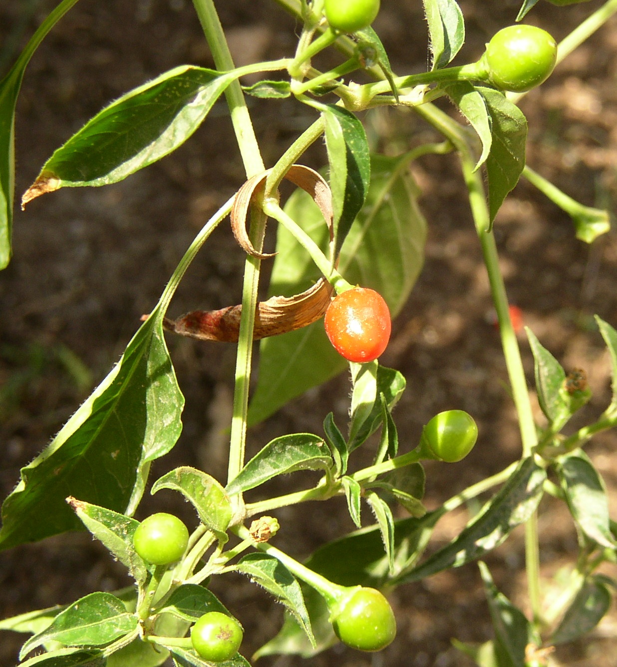 Capsicum annuum var. glabriusculum