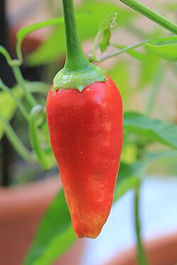 Capsicum
