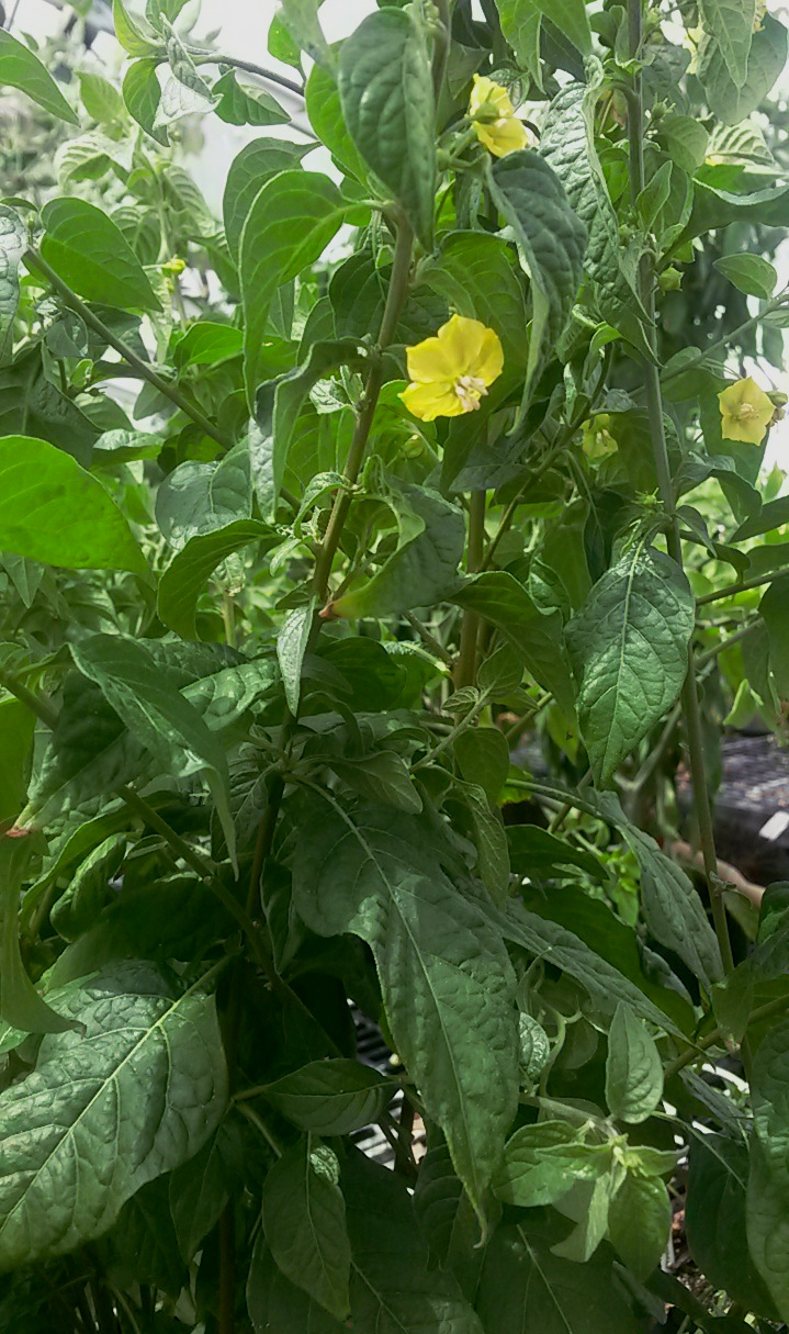 Capsicum rhomboideum