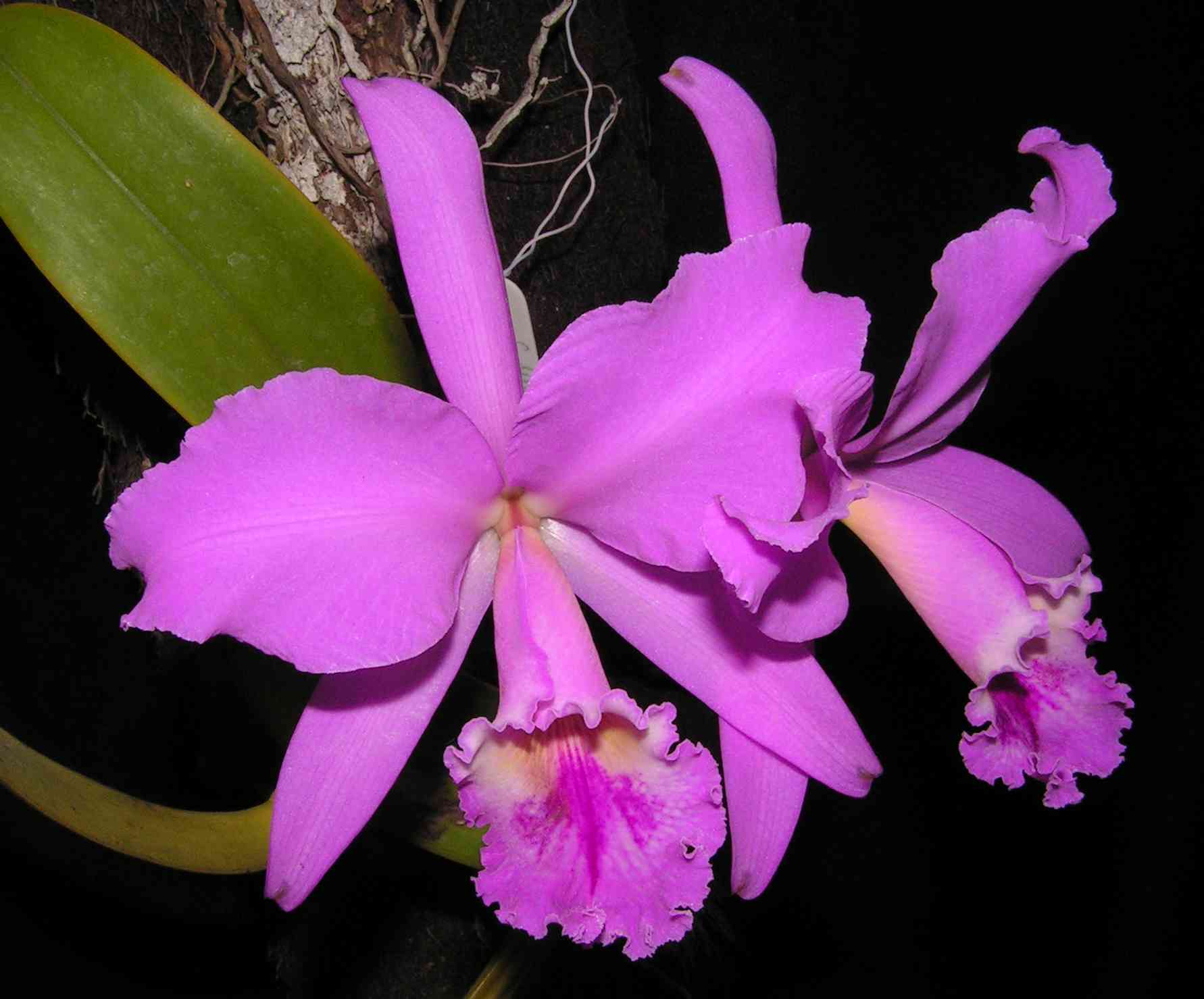 Cattleya