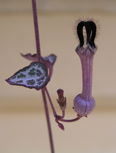 Ceropegia