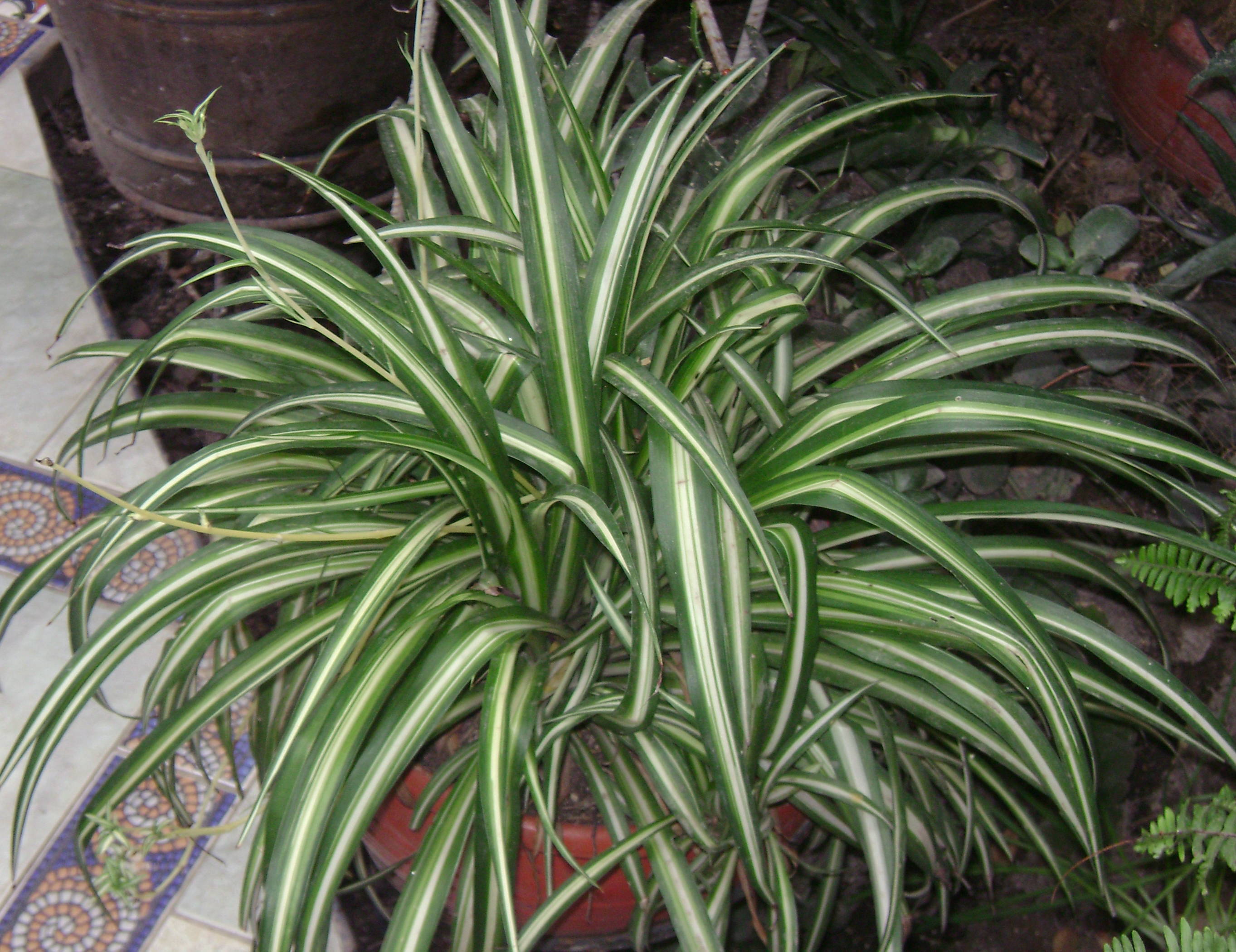 Chlorophytum