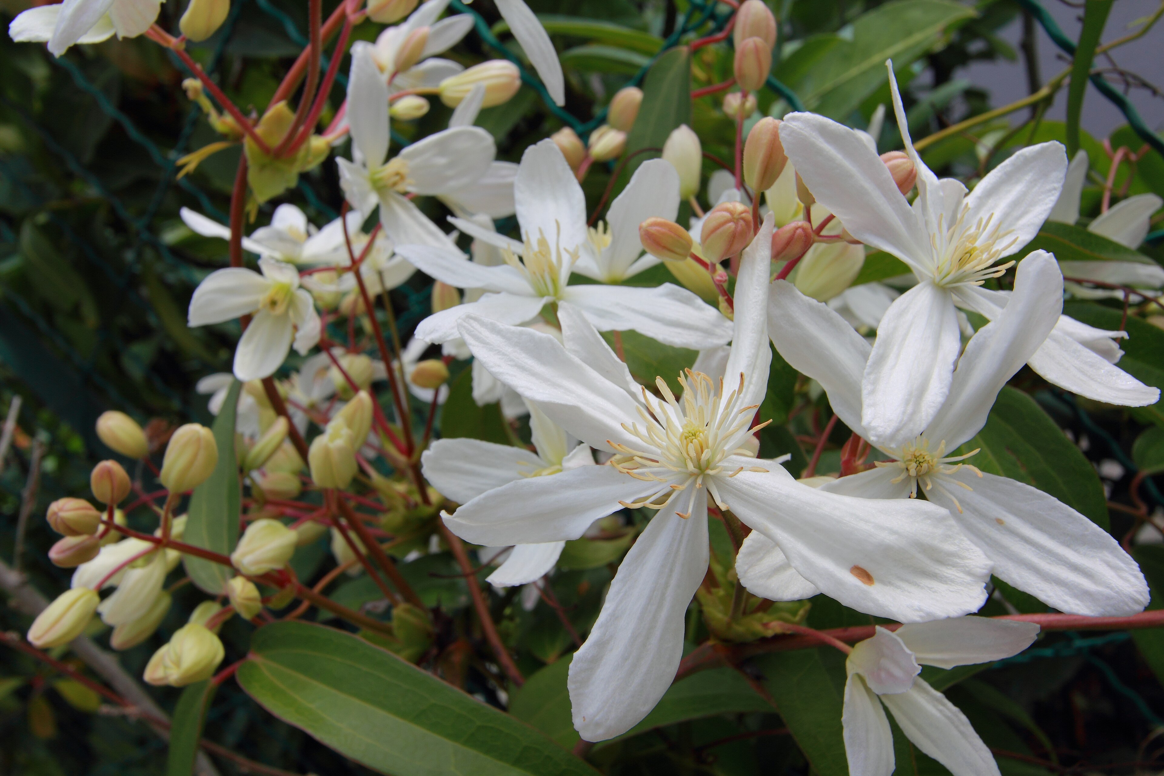 Clematis