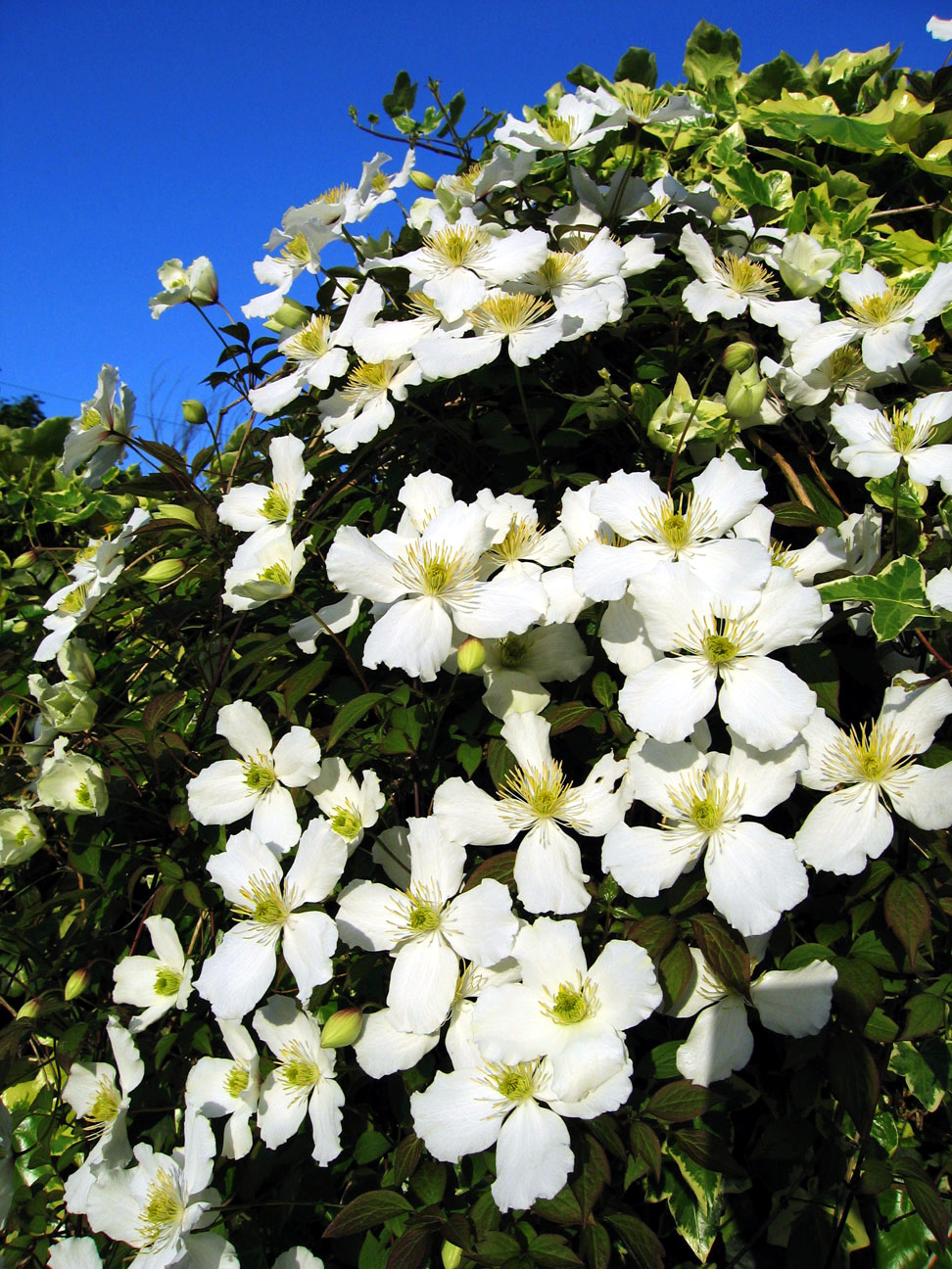 Clematis
