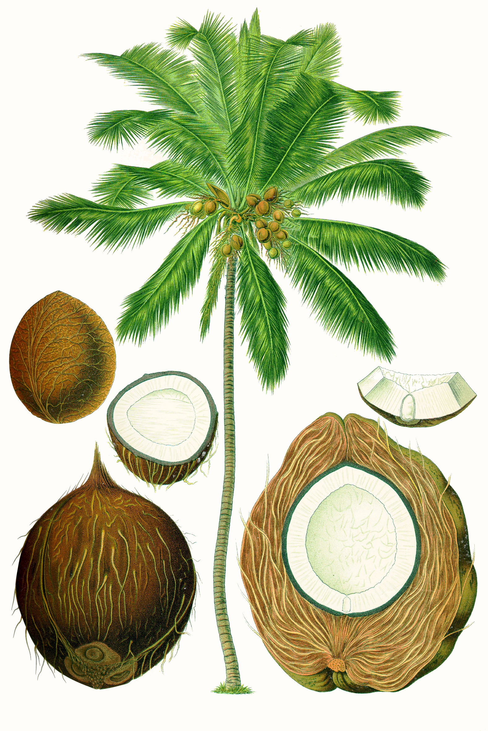 Cocos