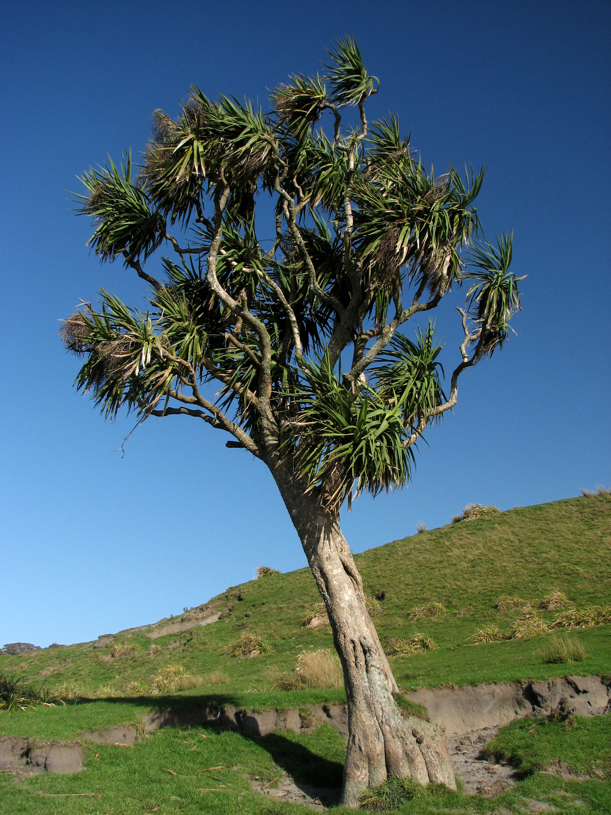 Cordyline