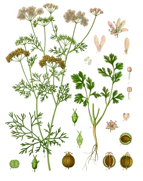Coriandrum