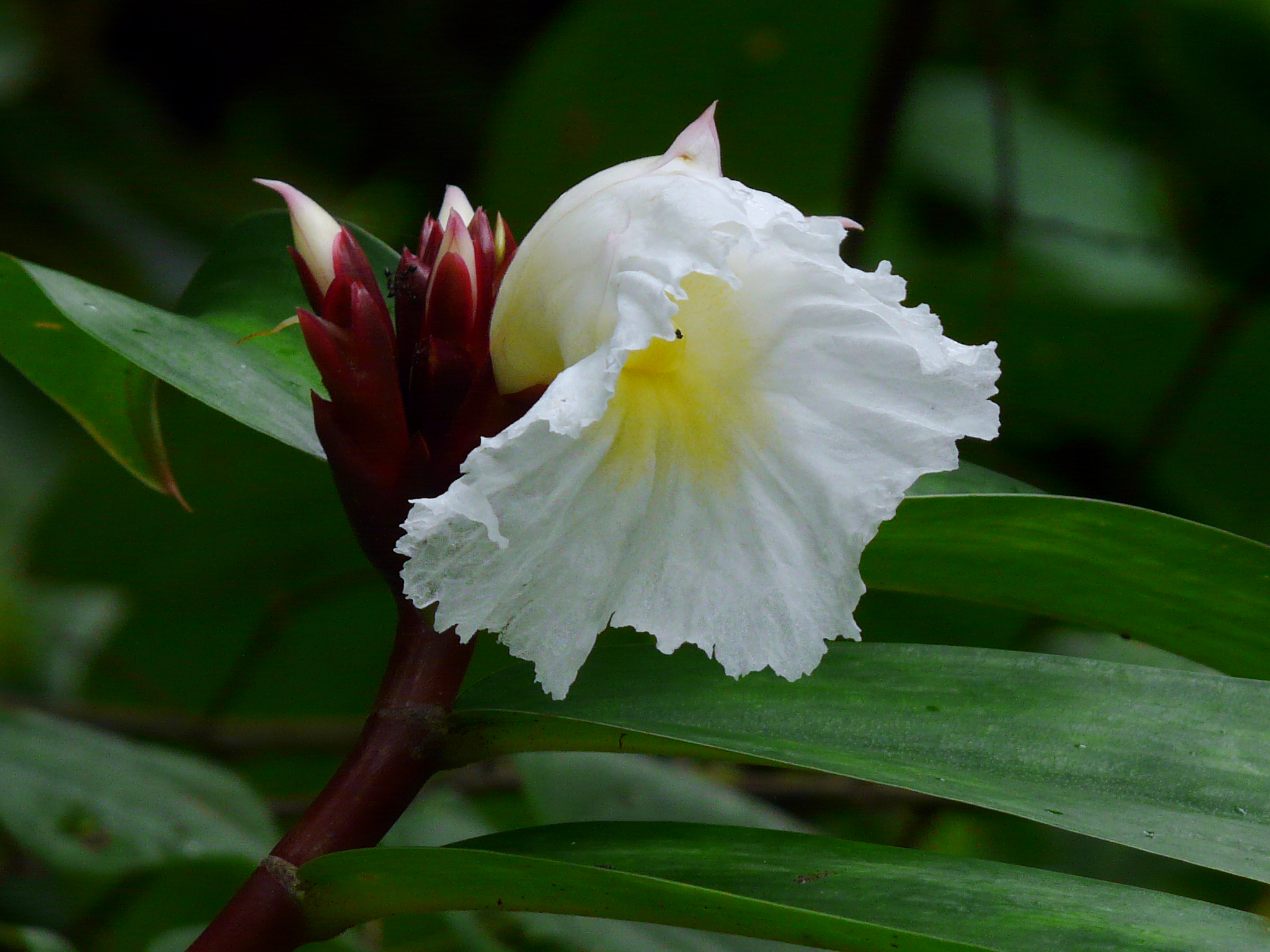 Costus