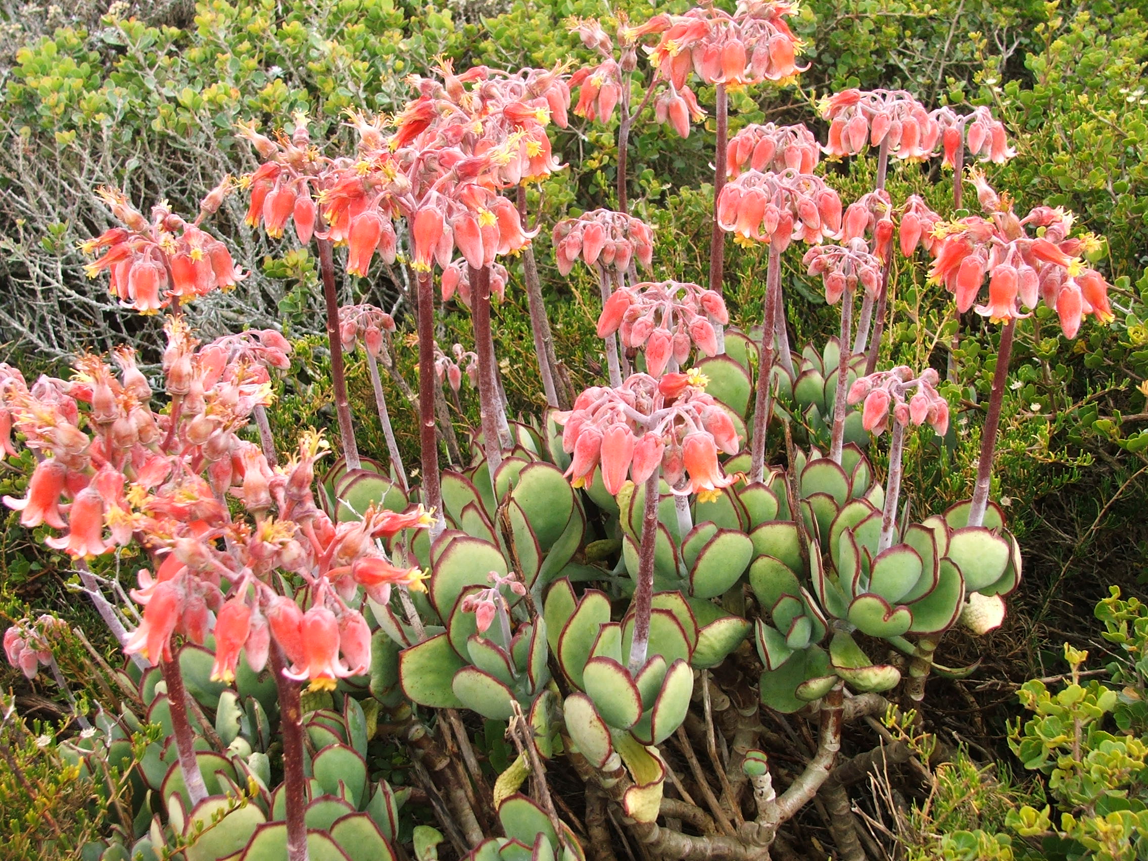 Cotyledon