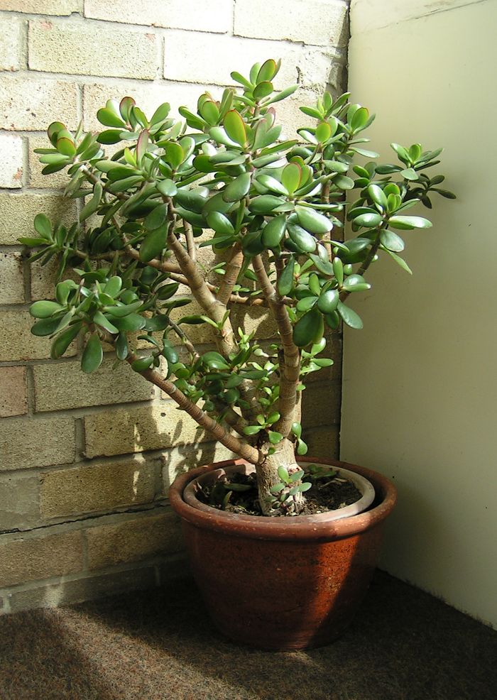 Crassula
