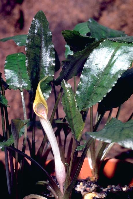 Cryptocoryne