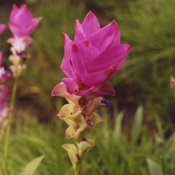 Curcuma