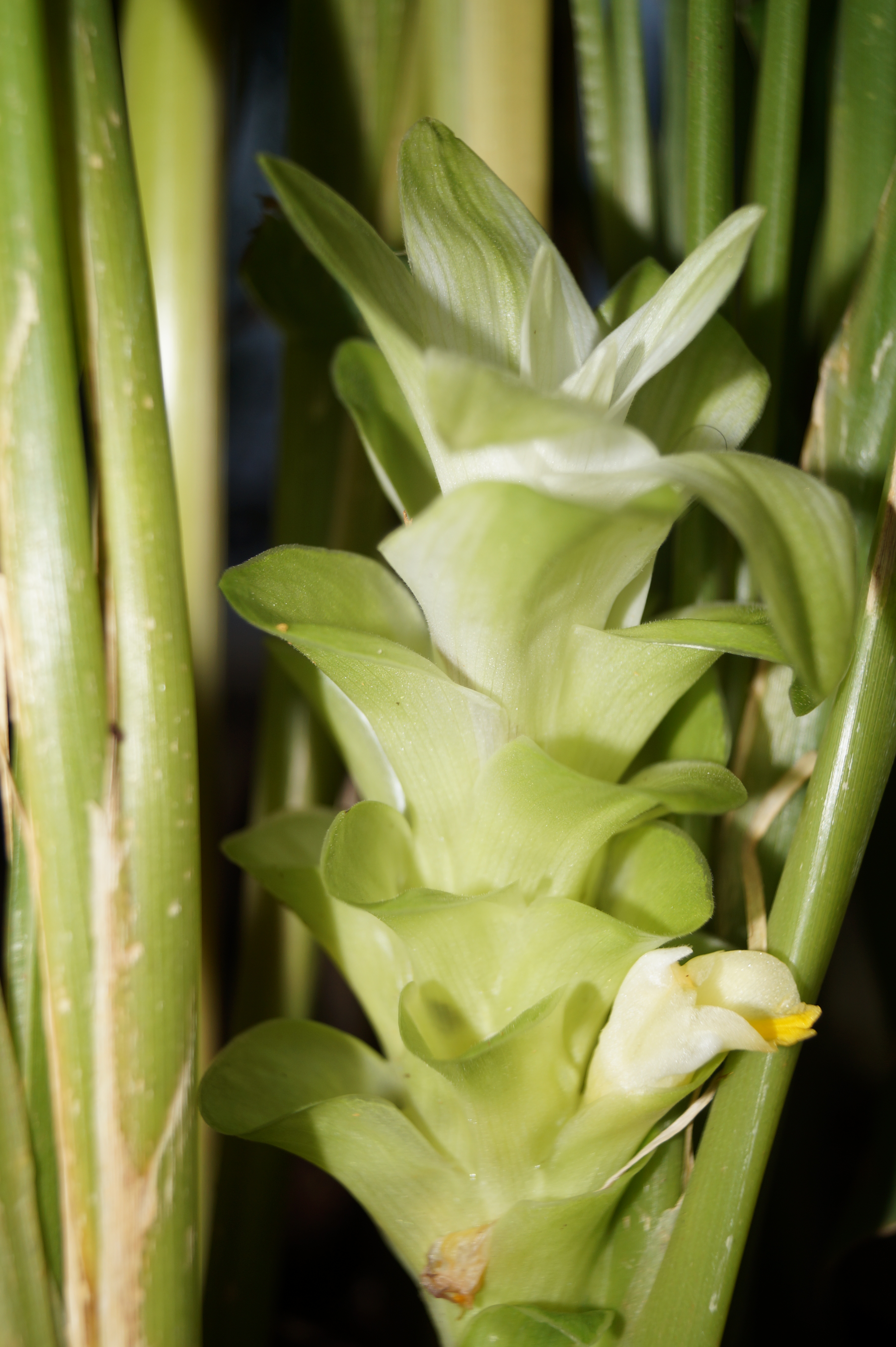 Curcuma