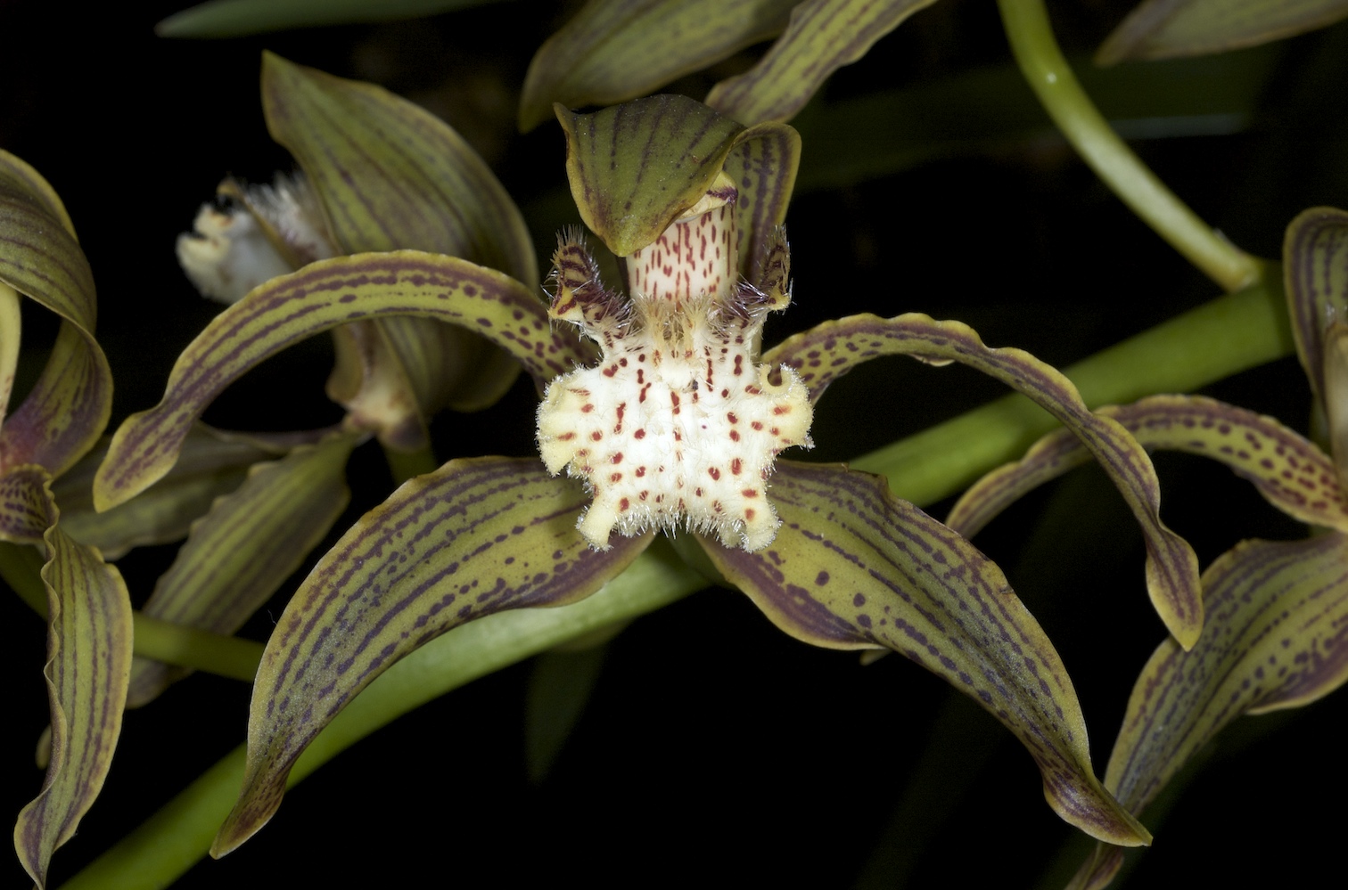 Cymbidium