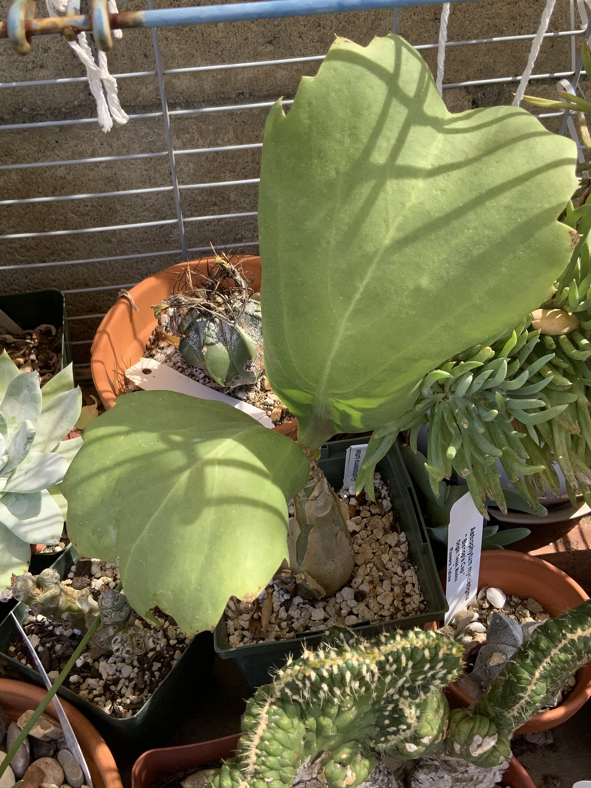 Cyphostemma
