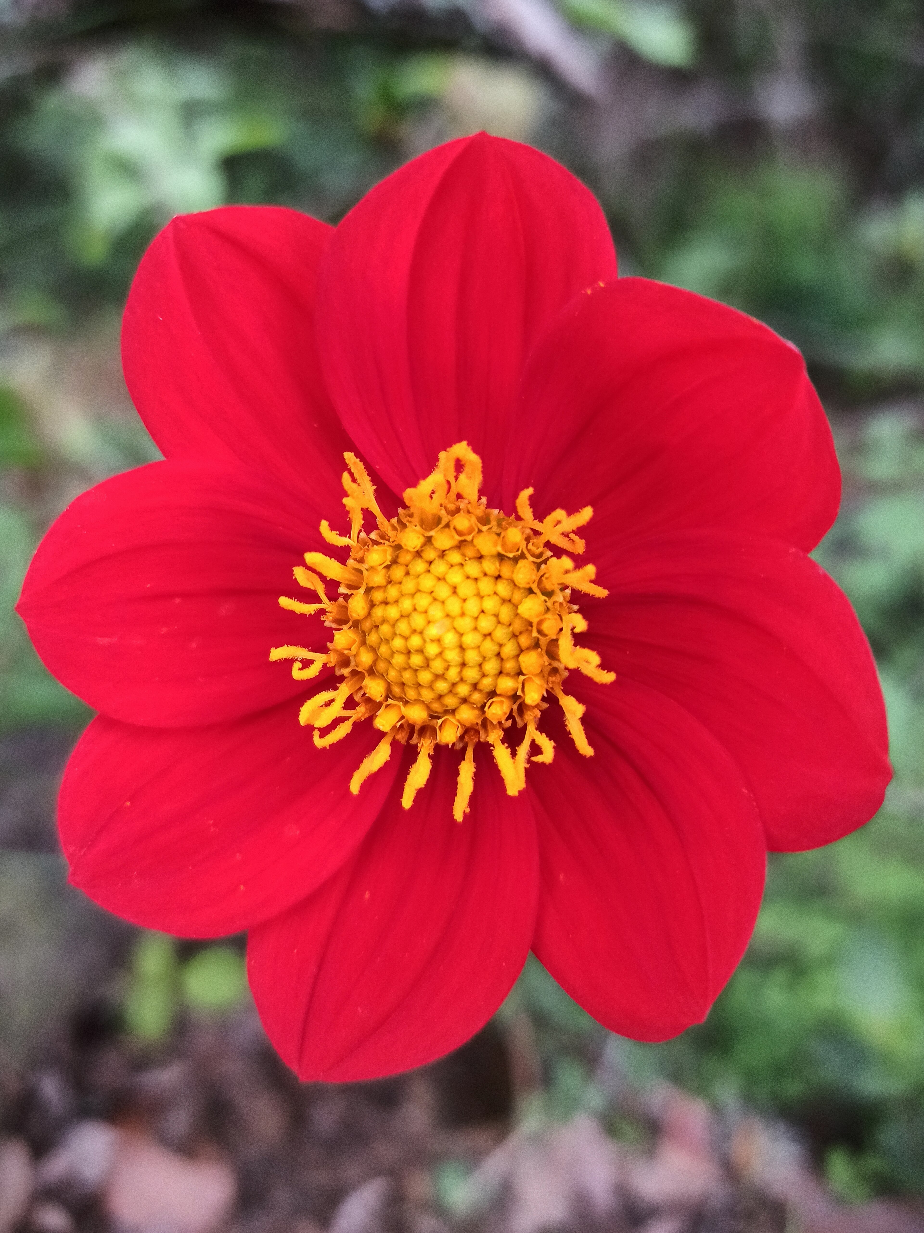 Dahlia