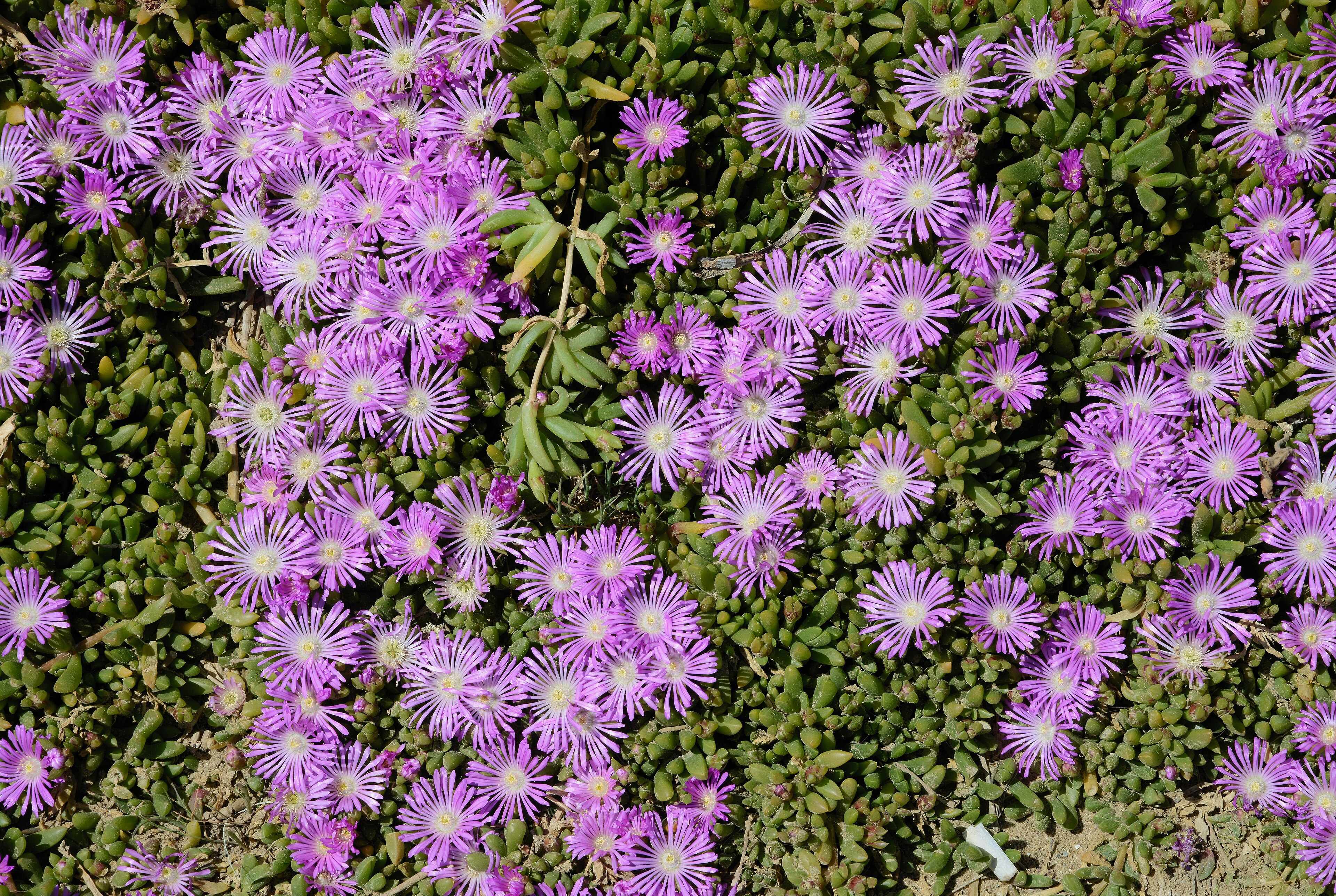 Delosperma