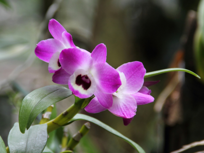 Dendrobium