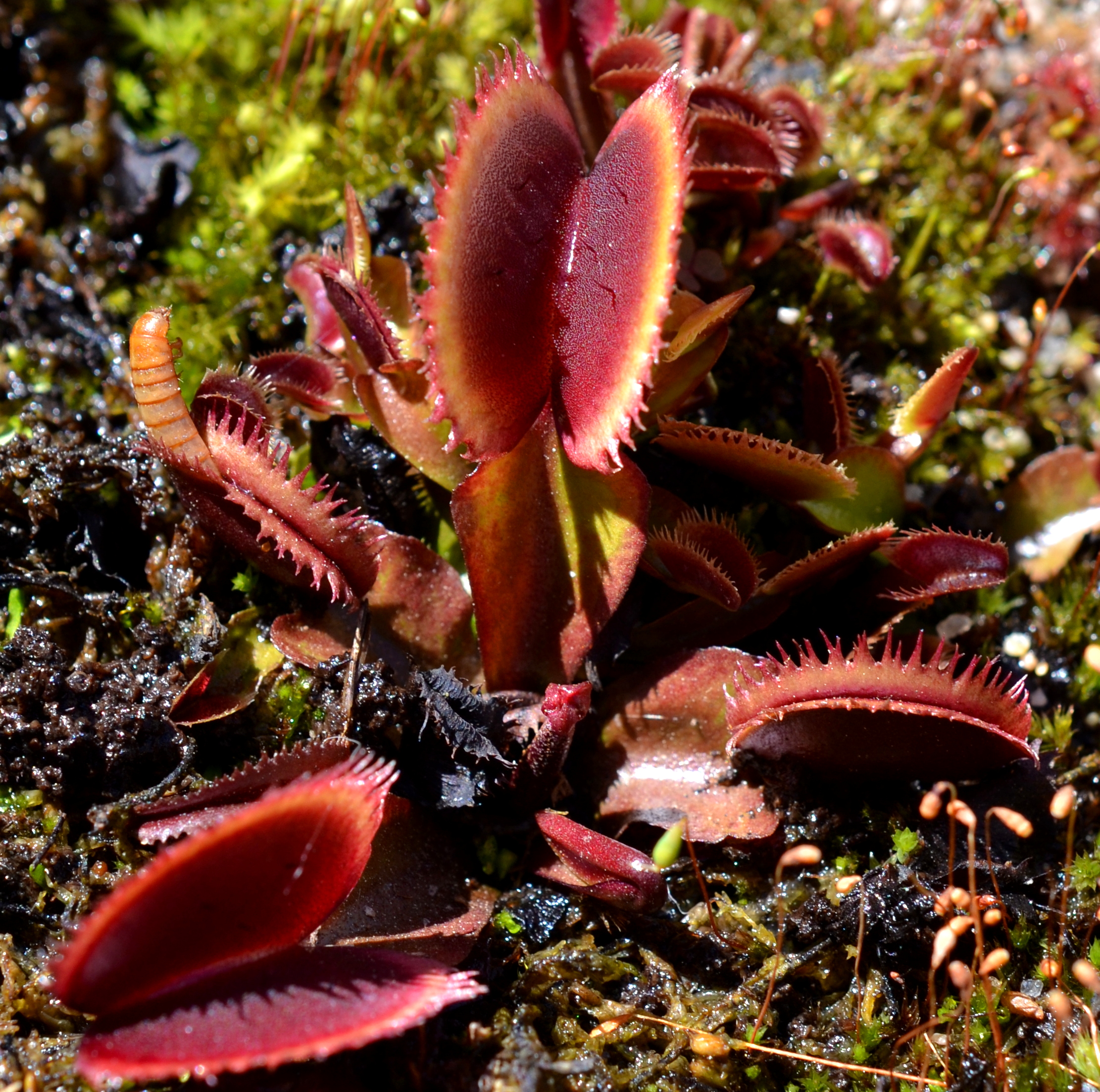 Dionaea muscipula 'Bohemian Garnet'
