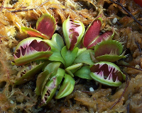Dionaea muscipula 'Fused Tooth'
