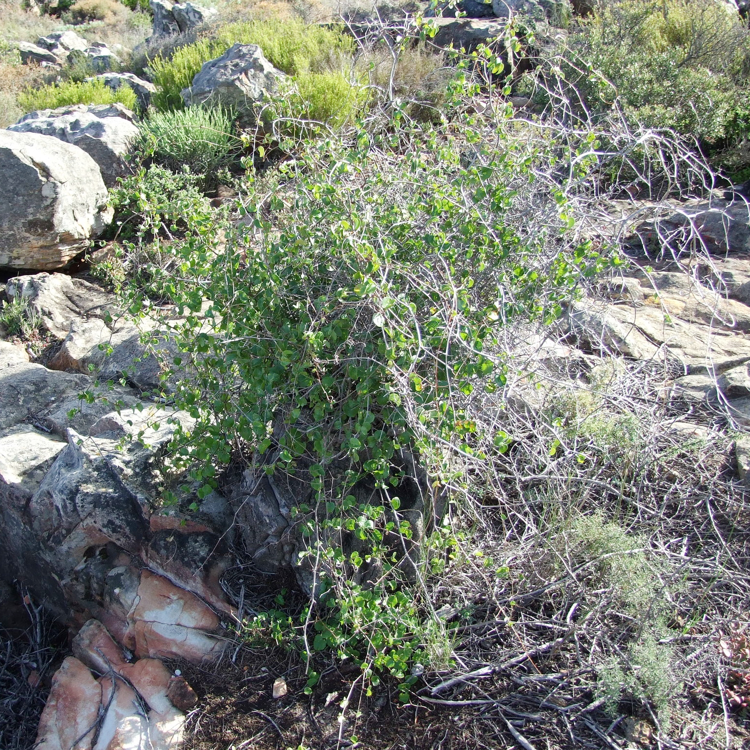 Dioscorea