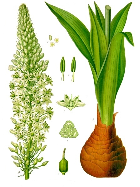 Drimia