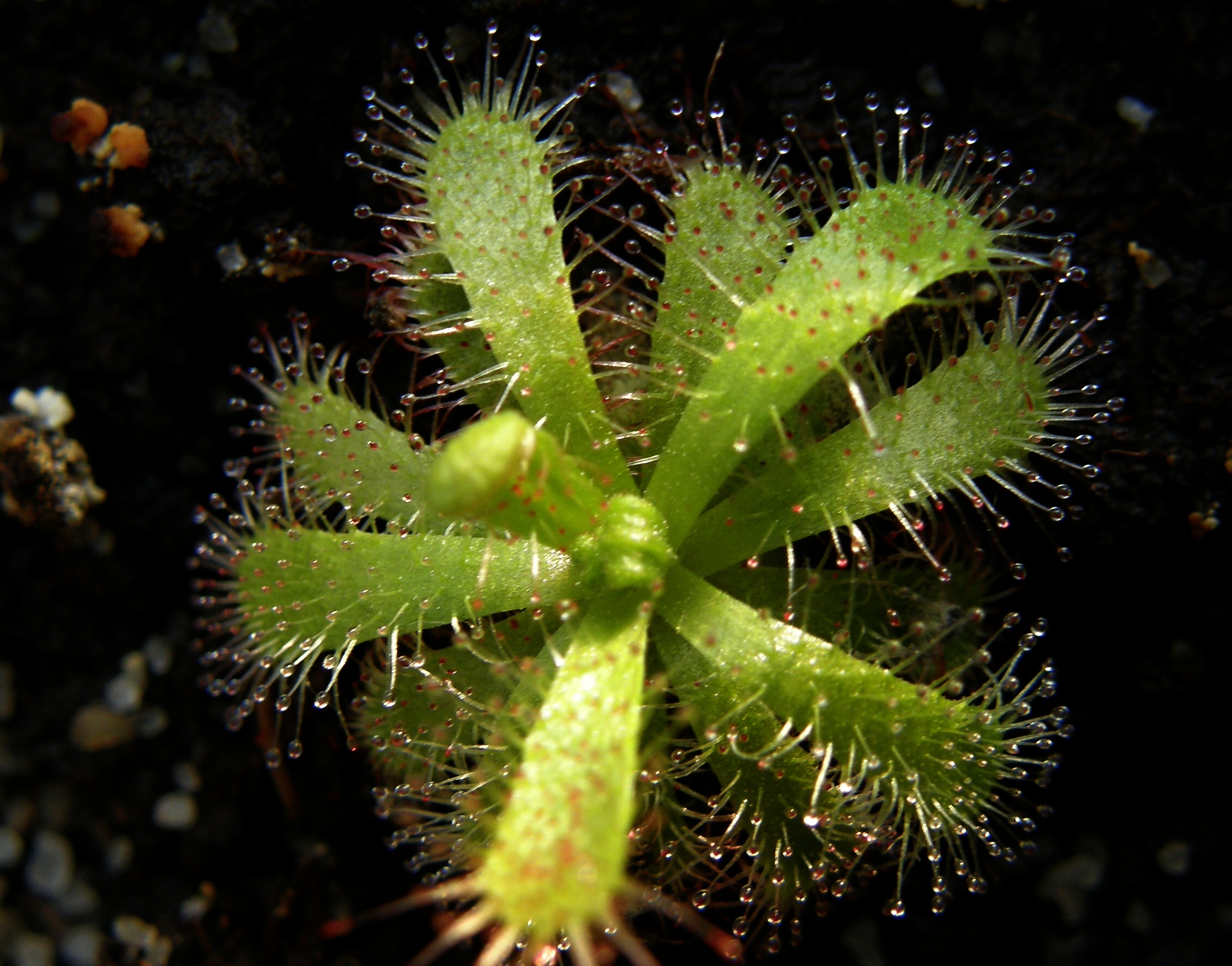 Drosera afra