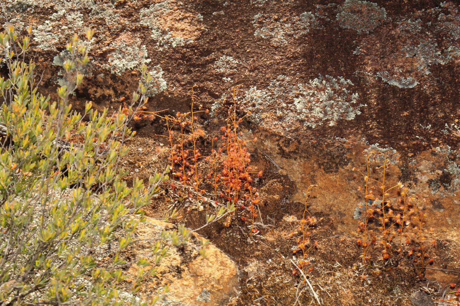 Drosera andersoniana