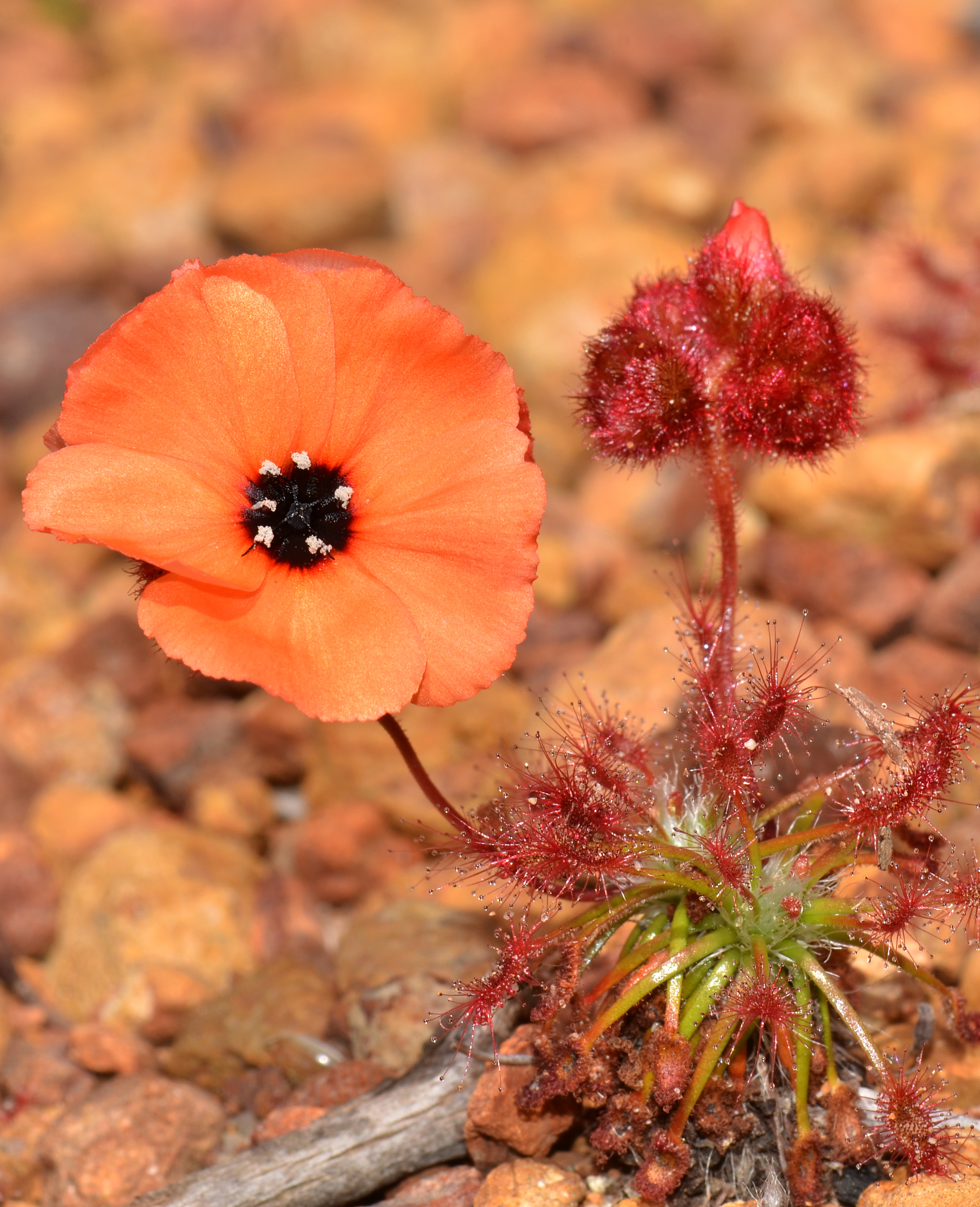 Drosera barbigera