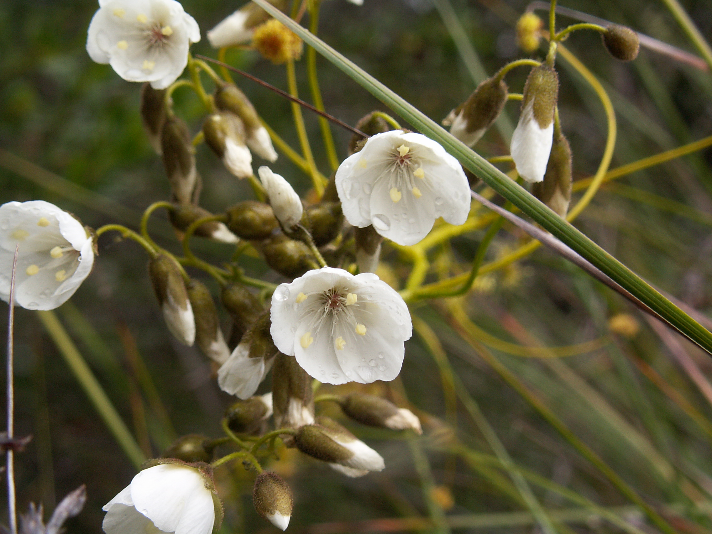 Drosera pallida