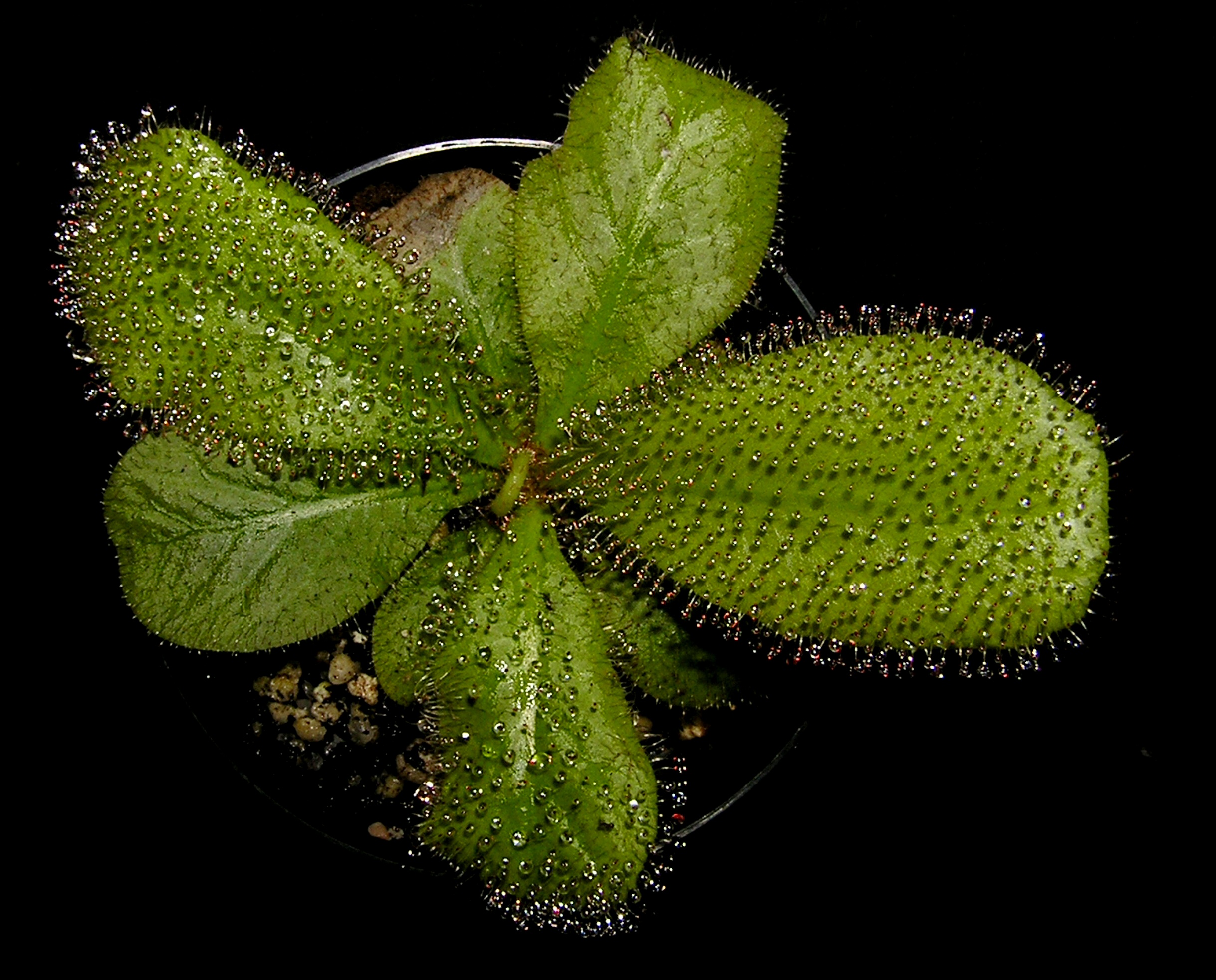 Drosera schizandra