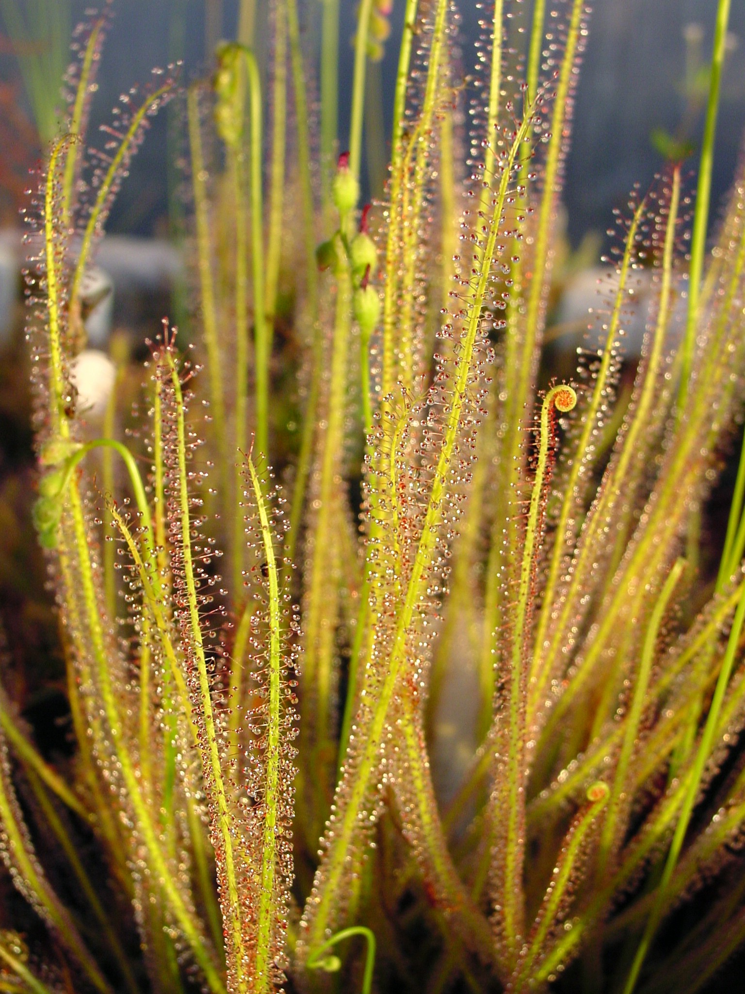 Drosera tracyi