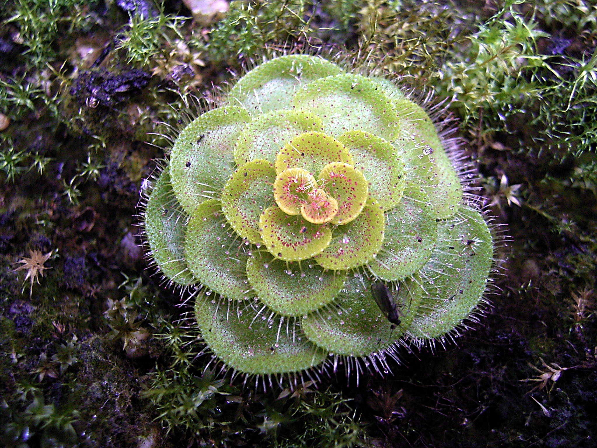 Drosera zonaria