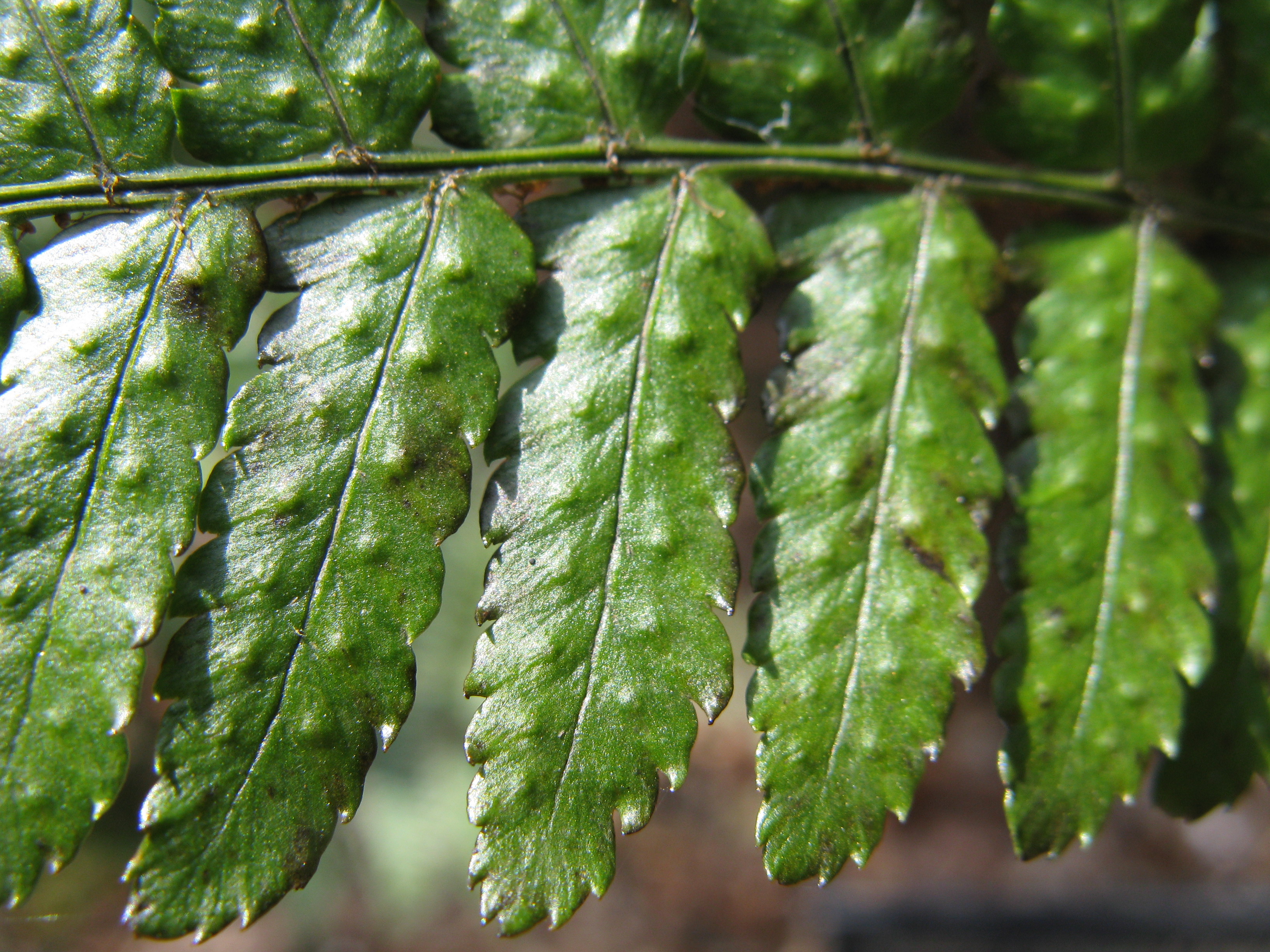 Dryopteris