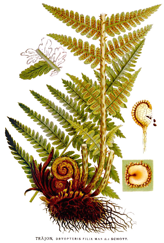 Dryopteris