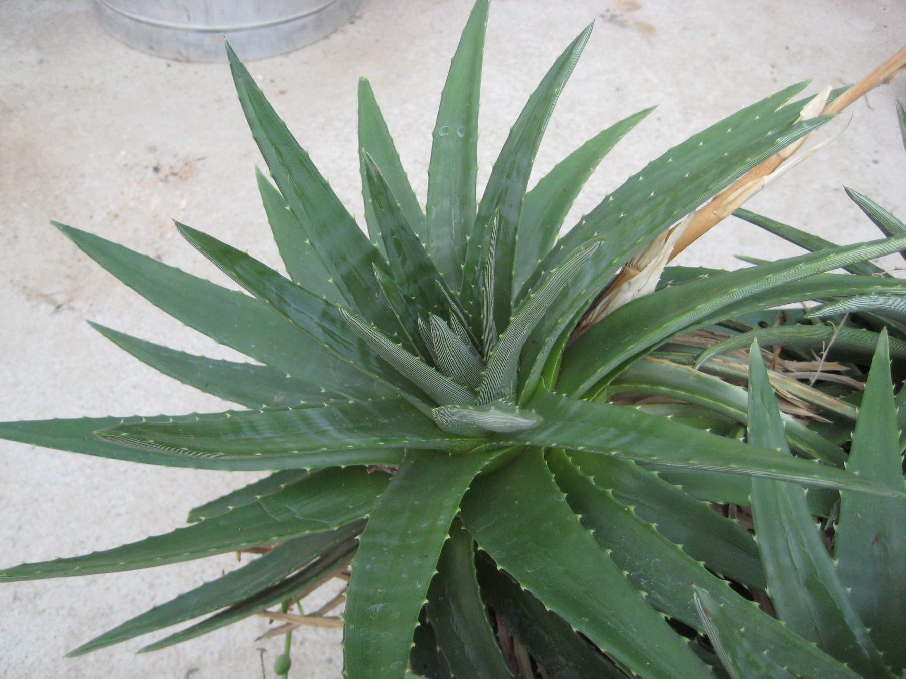 Dyckia