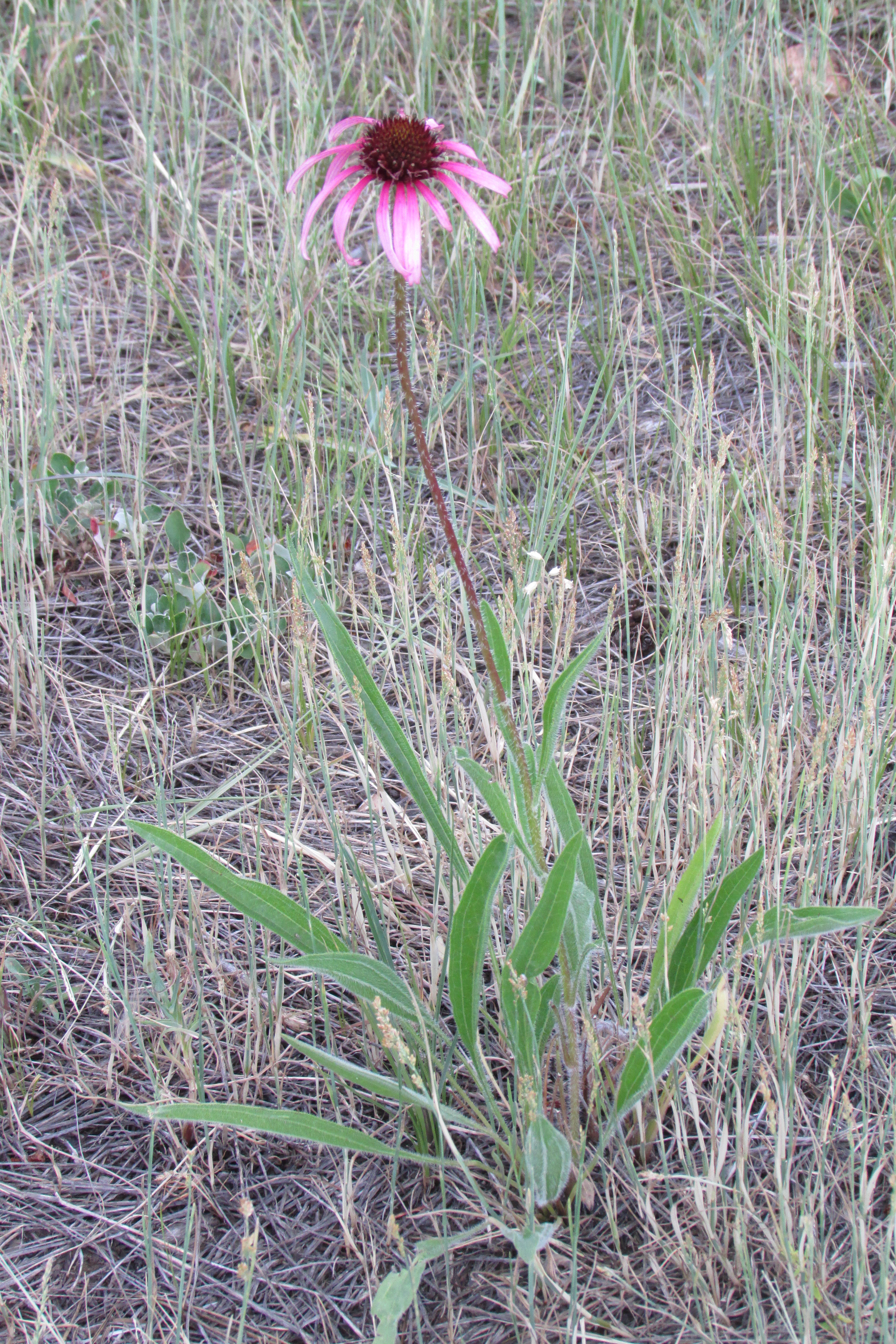 Echinacea