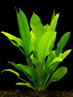 Echinodorus