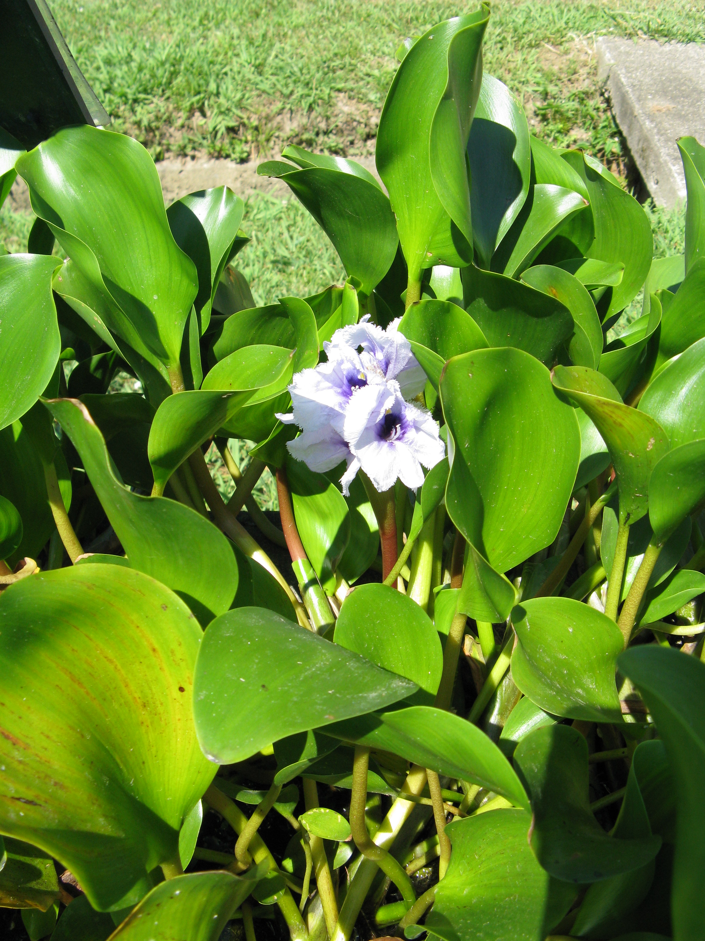 Eichhornia
