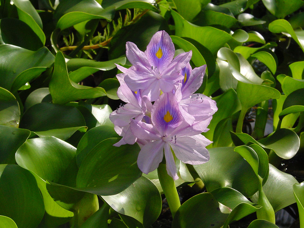 Eichhornia