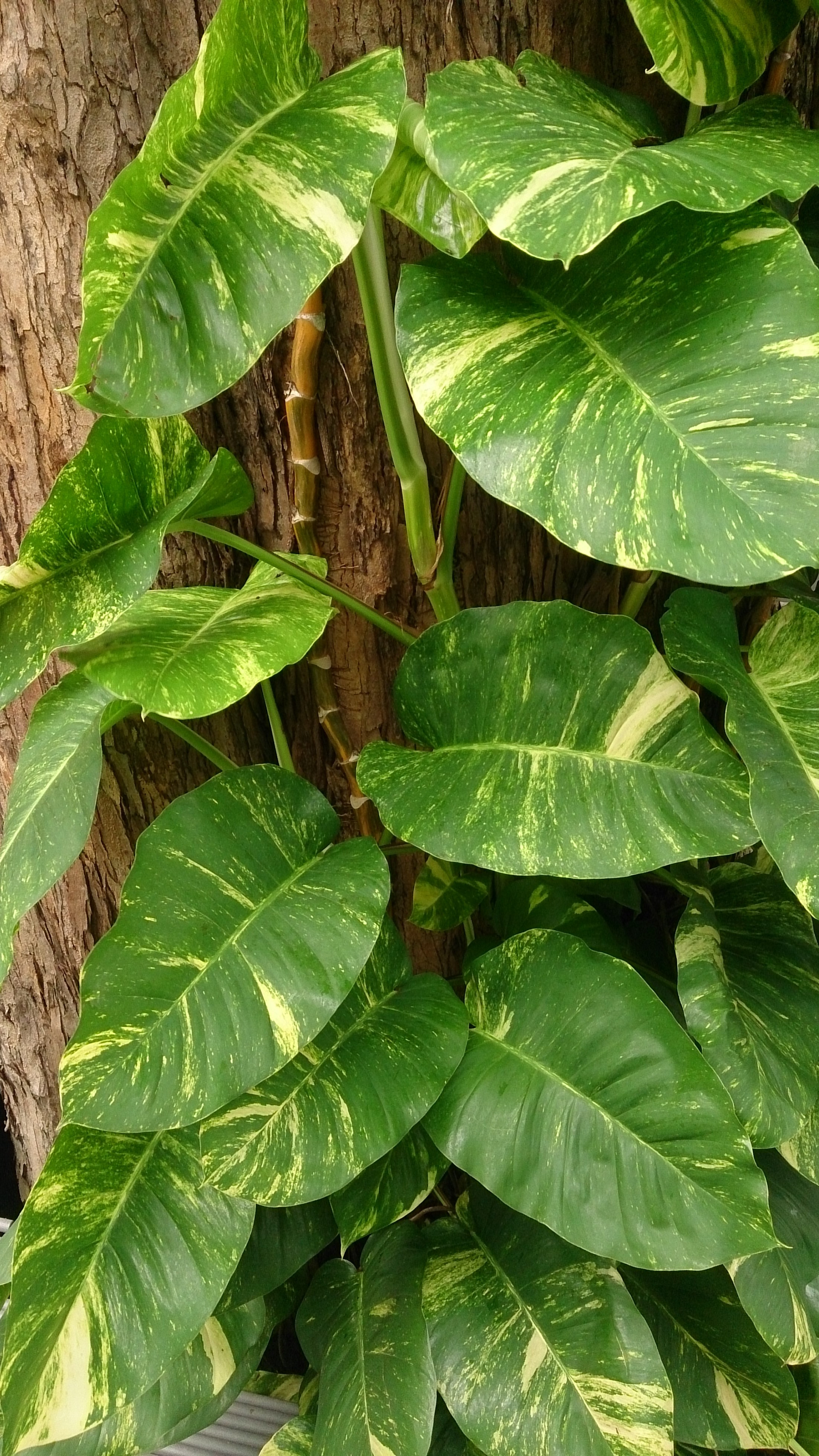 Epipremnum