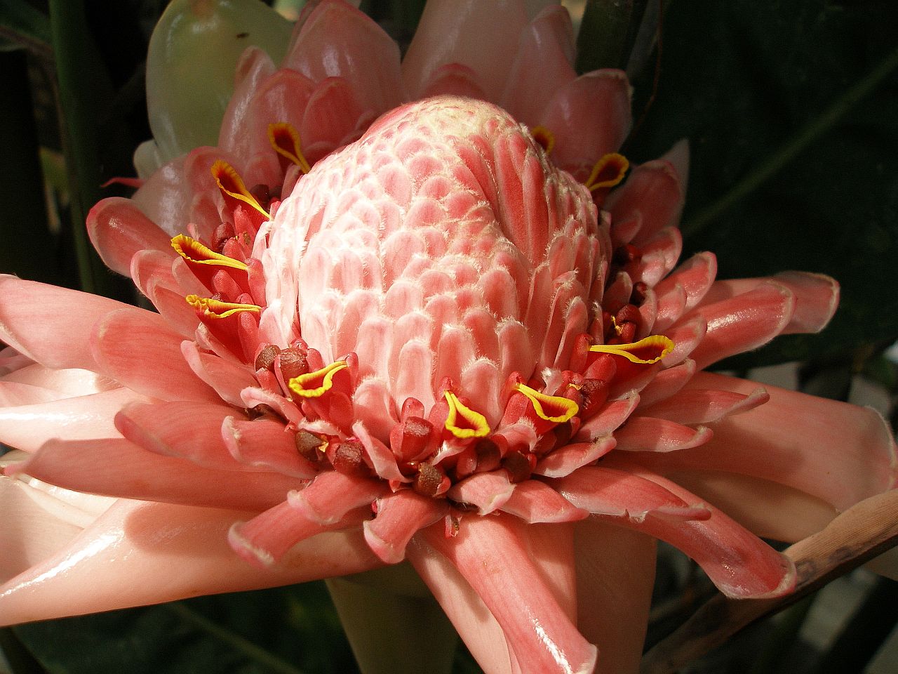 Etlingera