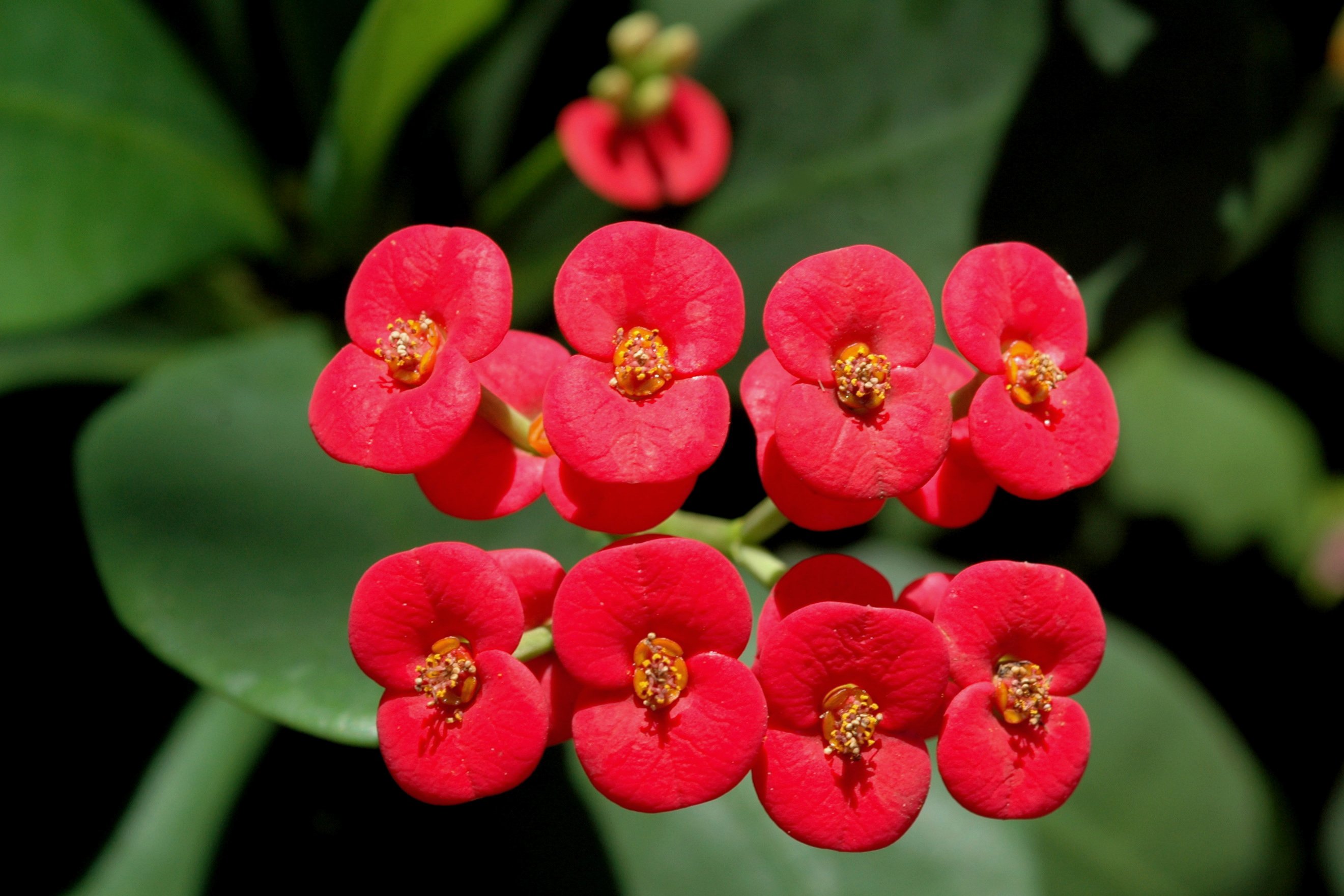 Euphorbia