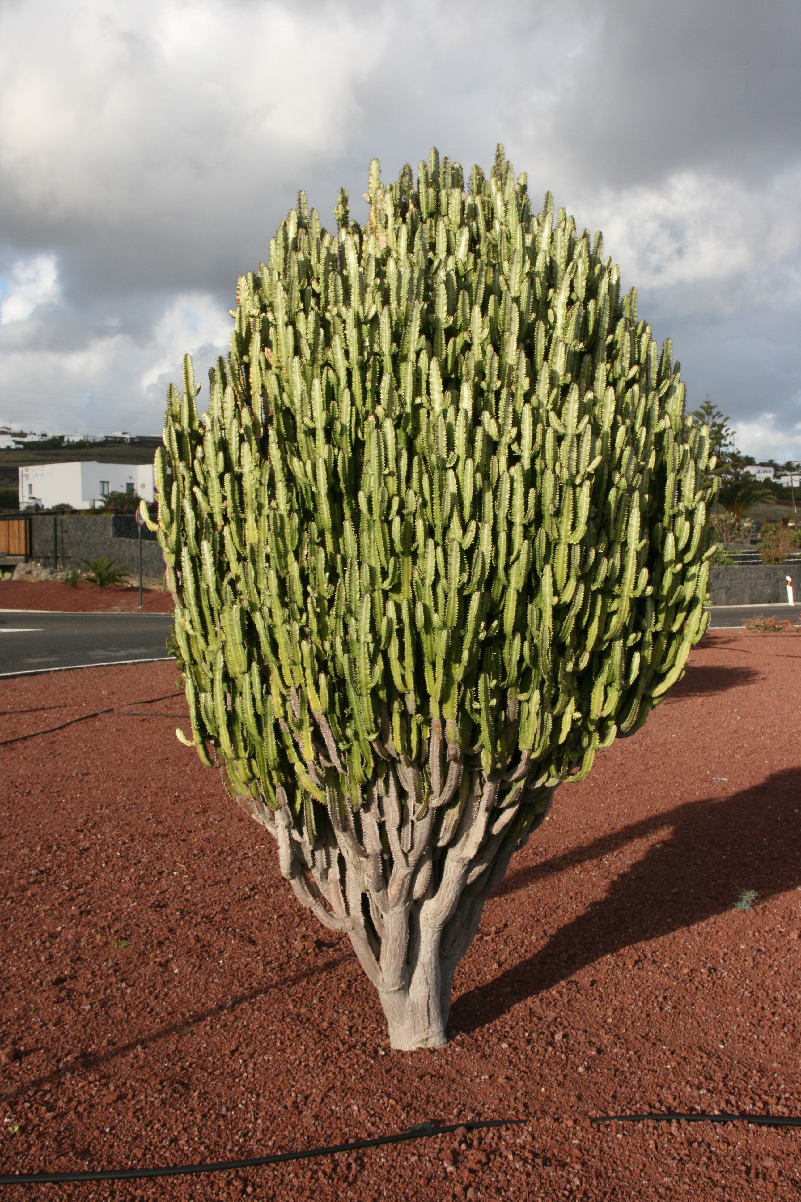 Euphorbia