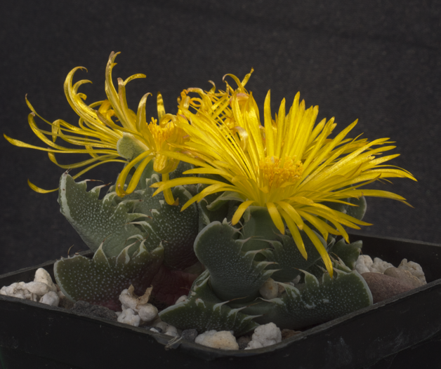 Faucaria