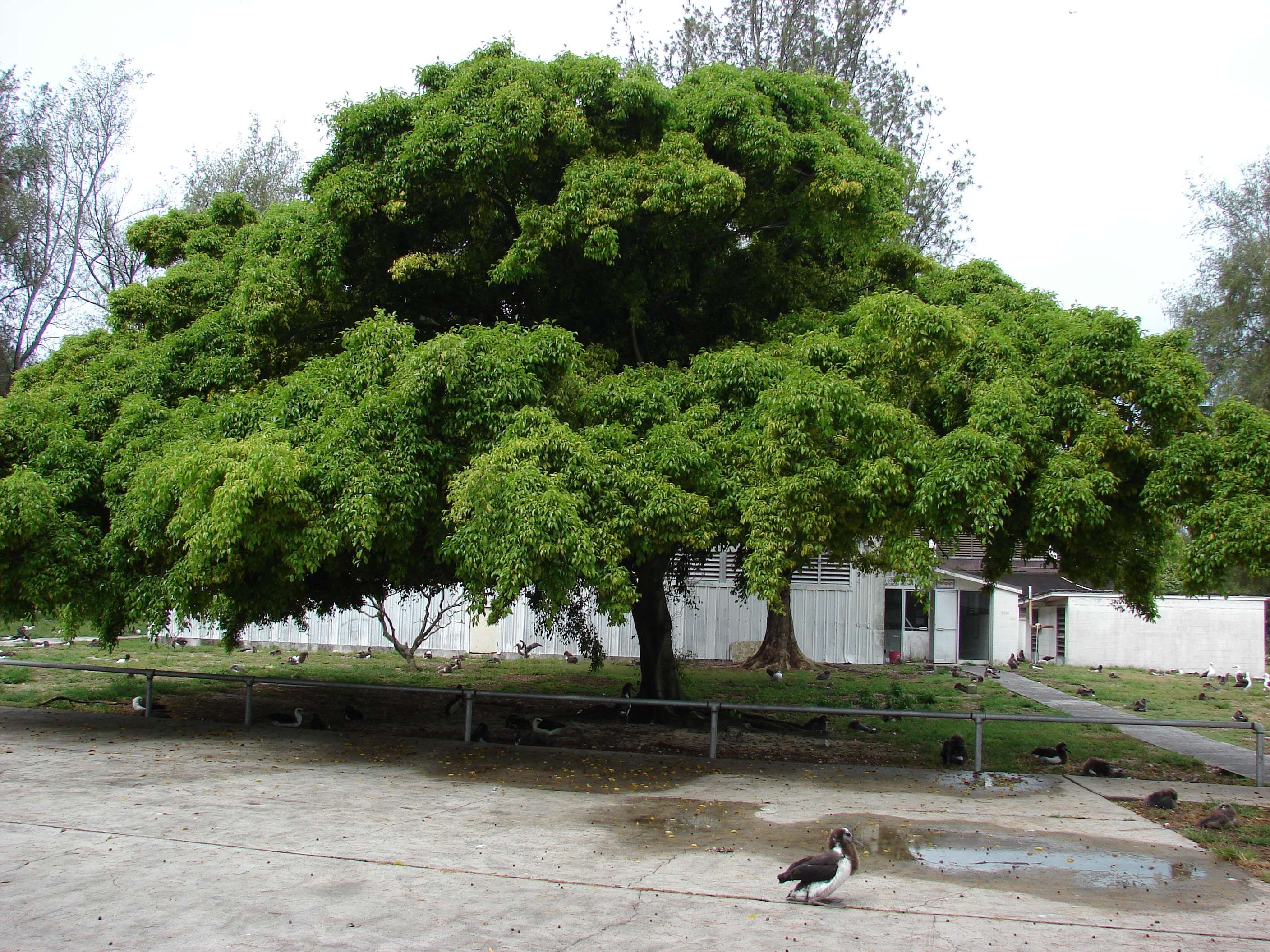 Ficus