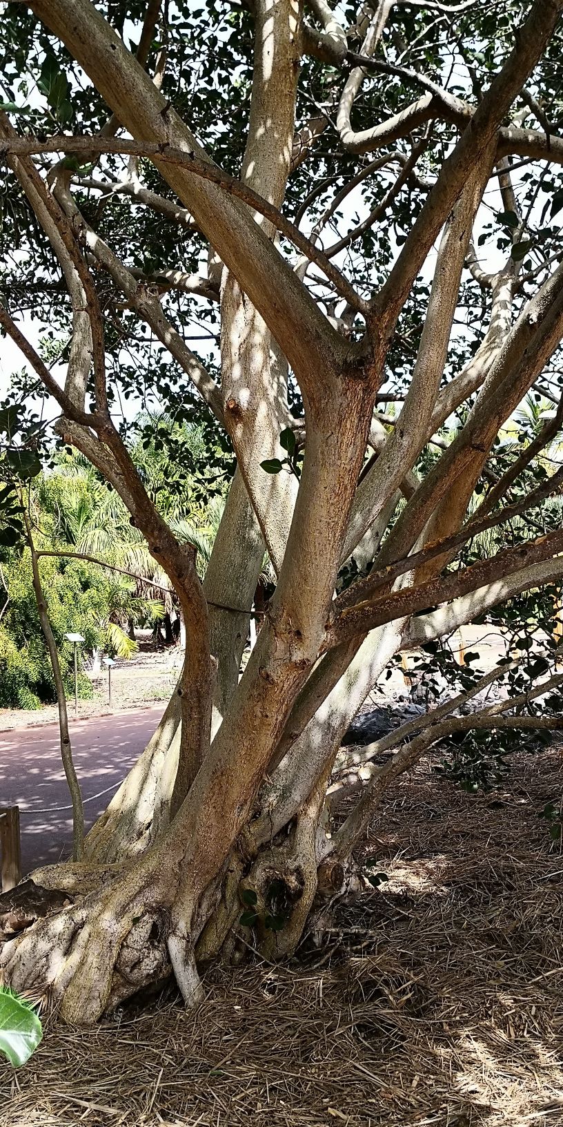 Ficus